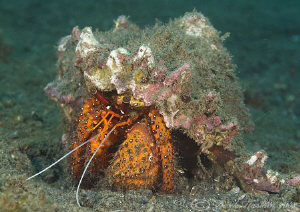 Hermit crab. Lembeh straits. D200, 60mm. by Derek Haslam 